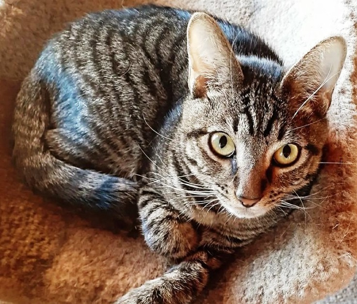 Whiskey, an adoptable Domestic Short Hair in Pagosa Springs, CO, 81147 | Photo Image 1