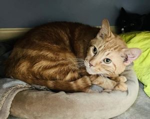 Wazzi, Senior Male unknown
