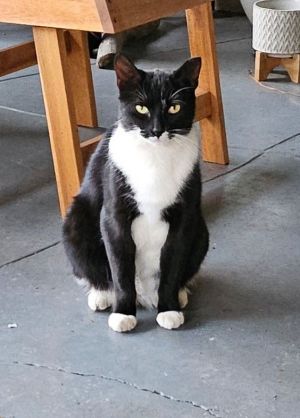 high socks, Adult Female unknown
