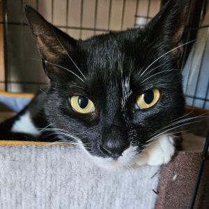 high socks, Adult Female unknown