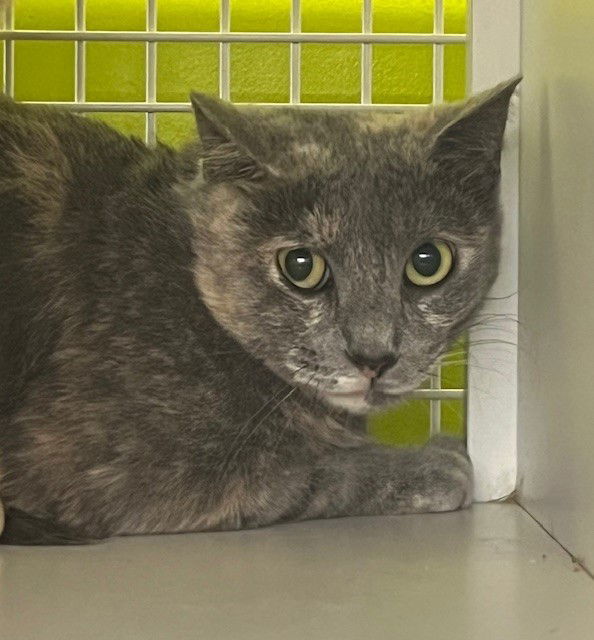 Prue, an adoptable Domestic Short Hair, Dilute Tortoiseshell in Crescent, OK, 73028 | Photo Image 1