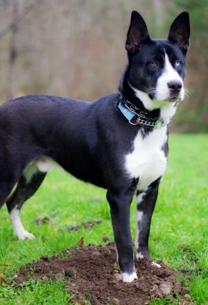 Animal Profile Rocco is an estimated 1-year-old 65 lb mixed breed who was rescu