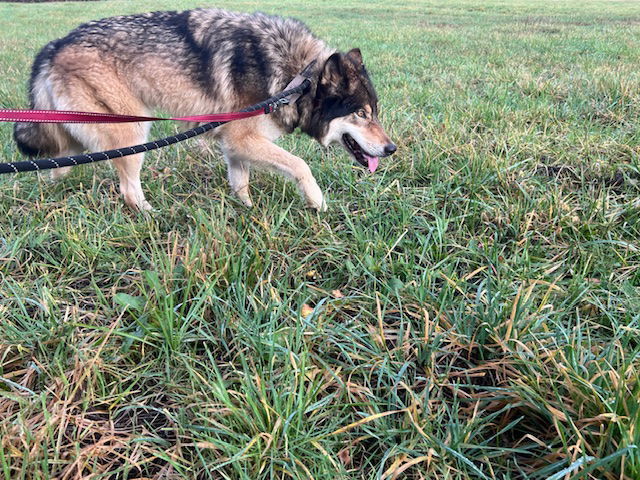 COURTESY POSTING: Keira, an adoptable Husky, German Shepherd Dog in Alturas, CA, 96101 | Photo Image 2