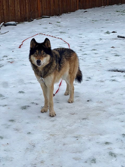 COURTESY POSTING: Keira, an adoptable Husky, German Shepherd Dog in Alturas, CA, 96101 | Photo Image 3