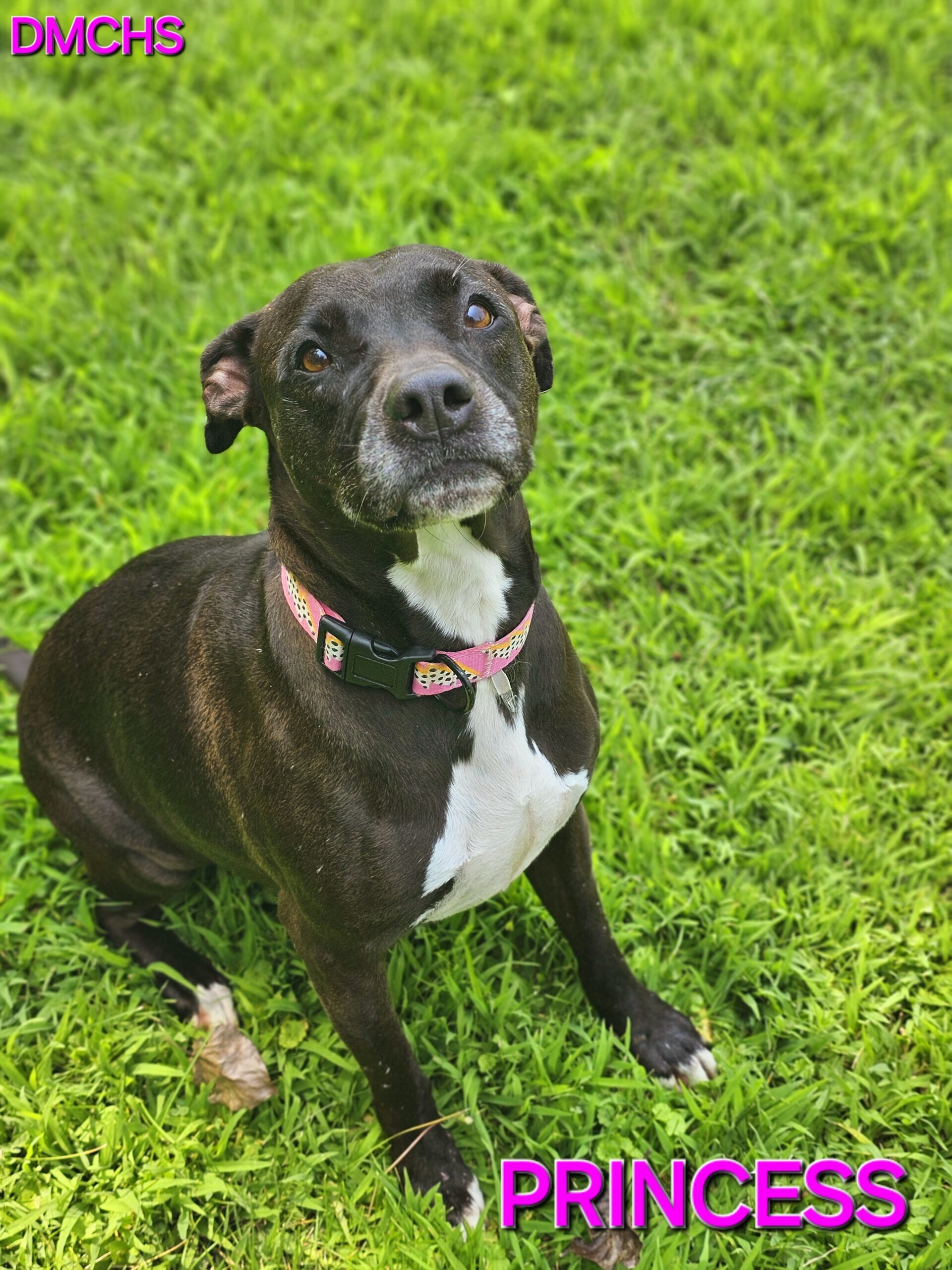 Princess, an adoptable Pit Bull Terrier in Burlington, IA, 52601 | Photo Image 1