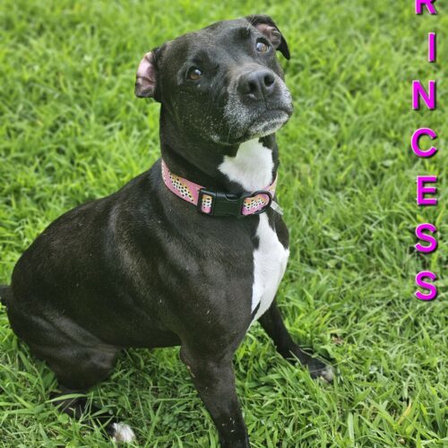 Princess, an adoptable Pit Bull Terrier in Burlington, IA, 52601 | Photo Image 2