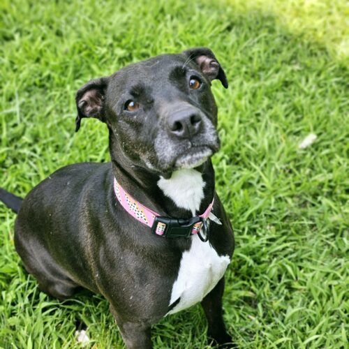 Princess, an adoptable Pit Bull Terrier in Burlington, IA, 52601 | Photo Image 3