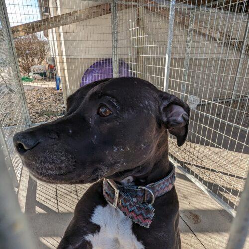 Princess, an adoptable Pit Bull Terrier in Burlington, IA, 52601 | Photo Image 4