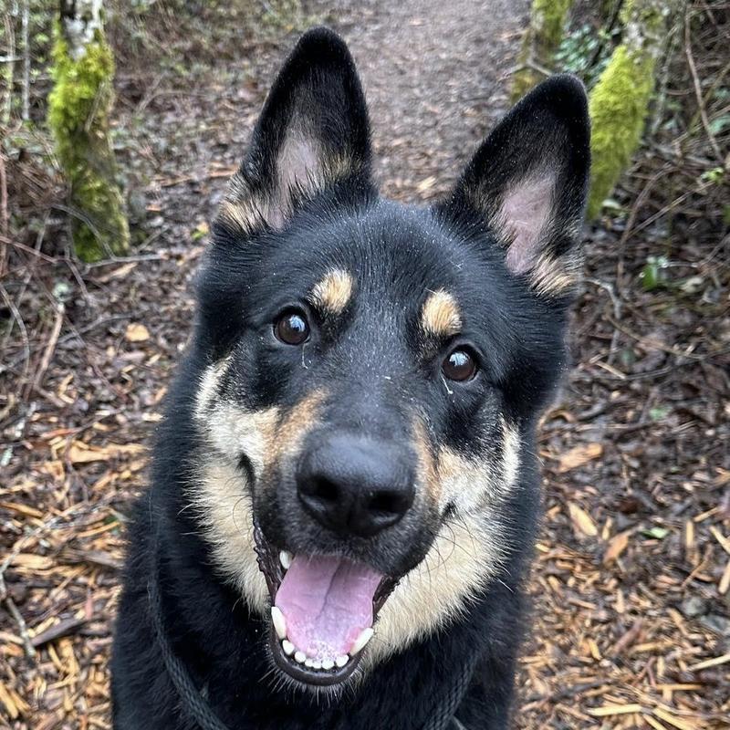 Booker, an adoptable German Shepherd Dog, Hound in Warrenton, OR, 97146 | Photo Image 1