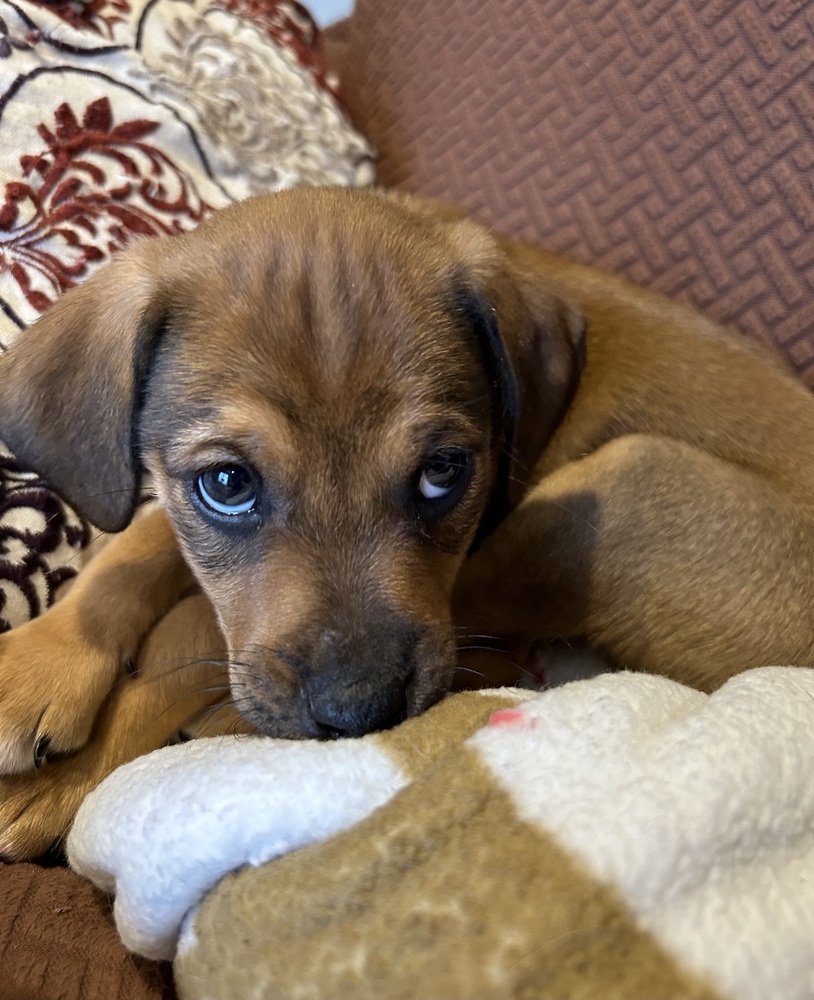 Dog for adoption BJ Hunnicutt a Beagle Mix in Mundelein IL