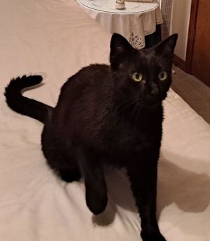 Beautiful Sweet Very Friendly Black Cat Jasmine Looking for Forever Home and Love  Contact dcmcats