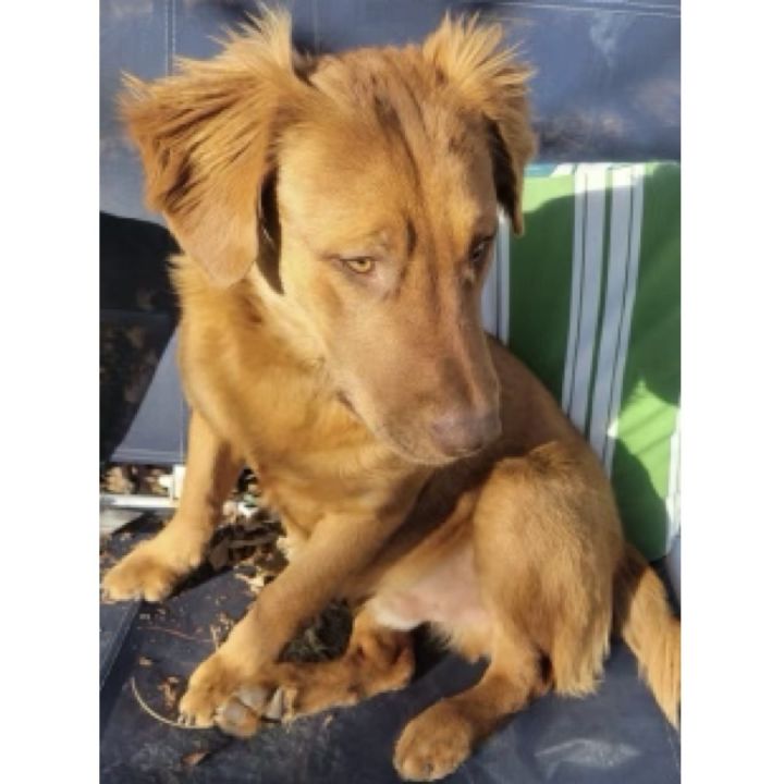 Petfinder nova scotia 2024 duck tolling retriever