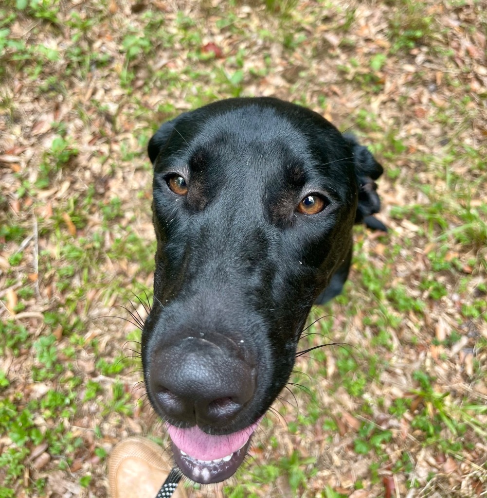 Skipper