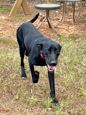 Barbie, Adult Female Labrador Retriever
