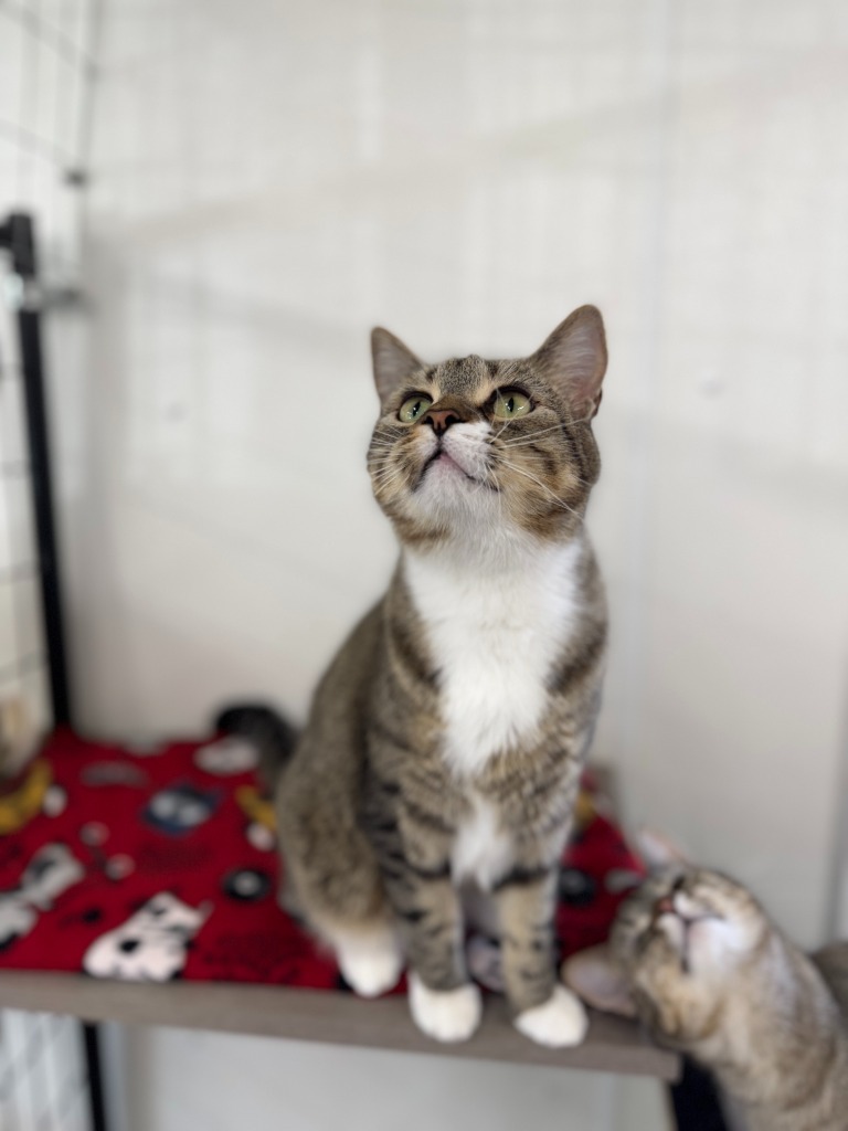 Mittens, an adoptable Domestic Short Hair in Hastings, NE, 68901 | Photo Image 1