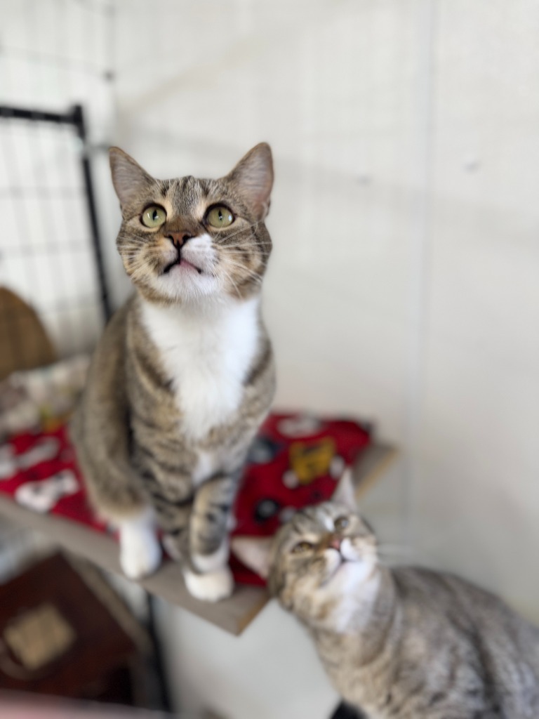 Mittens, an adoptable Domestic Short Hair in Hastings, NE, 68901 | Photo Image 2