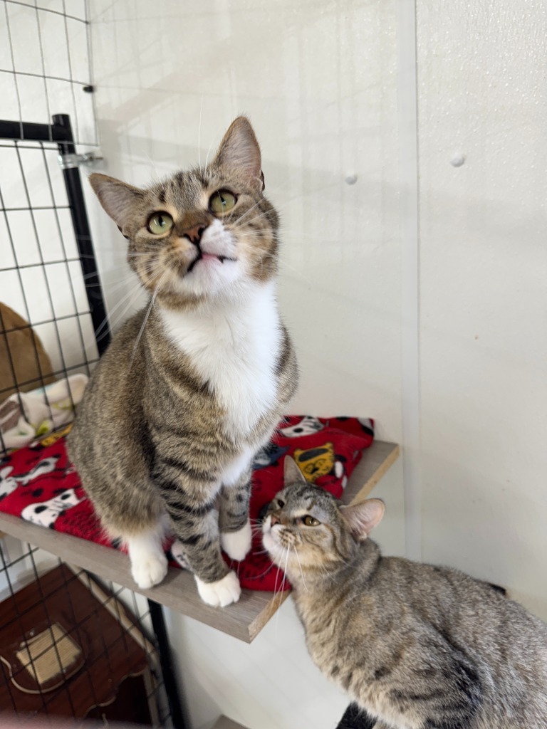 Mittens, an adoptable Domestic Short Hair in Hastings, NE, 68901 | Photo Image 3
