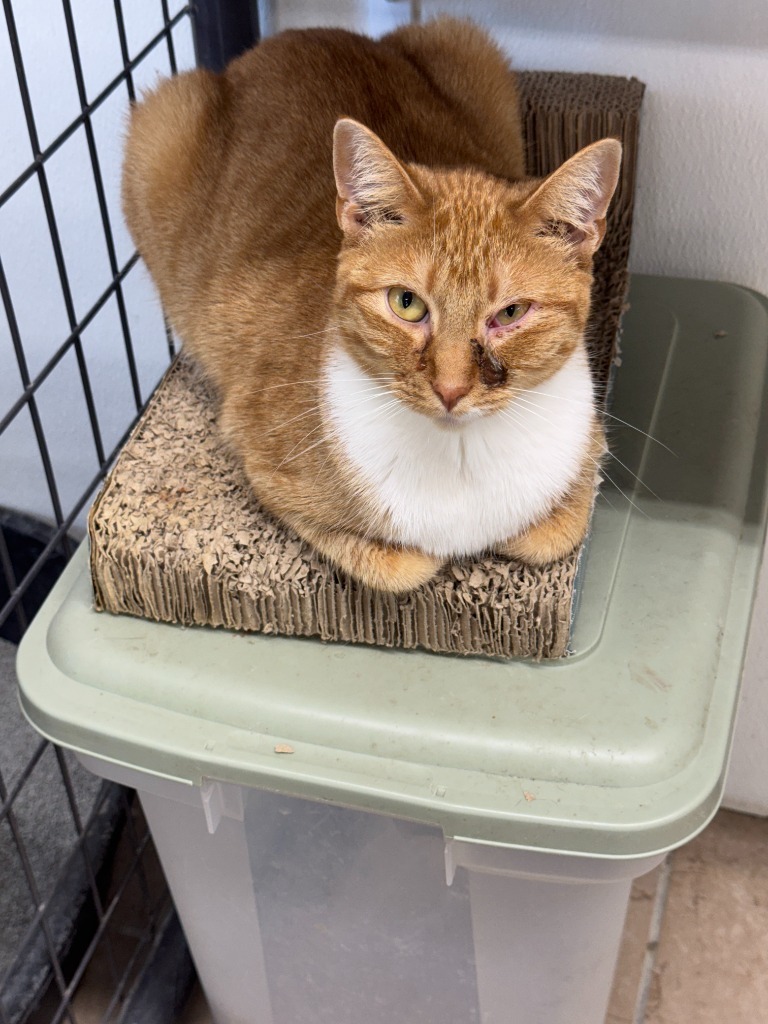 Leonie, an adoptable Domestic Short Hair in Hastings, NE, 68901 | Photo Image 1