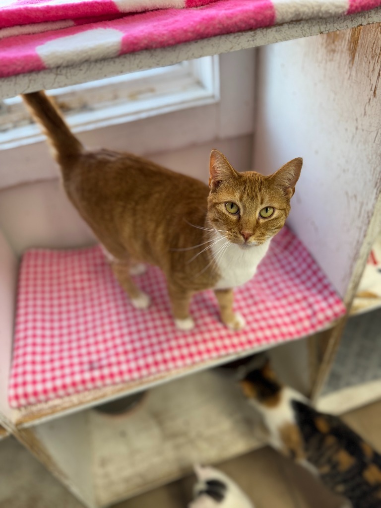 Leonie, an adoptable Domestic Short Hair in Hastings, NE, 68901 | Photo Image 1