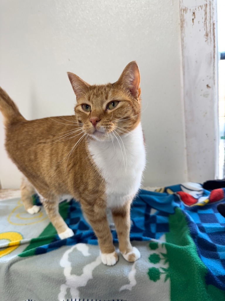 Leonie, an adoptable Domestic Short Hair in Hastings, NE, 68901 | Photo Image 2