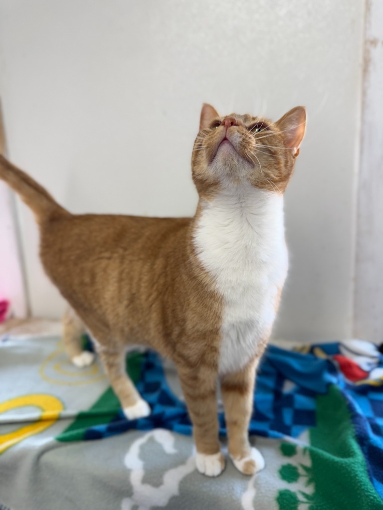 Leonie, an adoptable Domestic Short Hair in Hastings, NE, 68901 | Photo Image 3