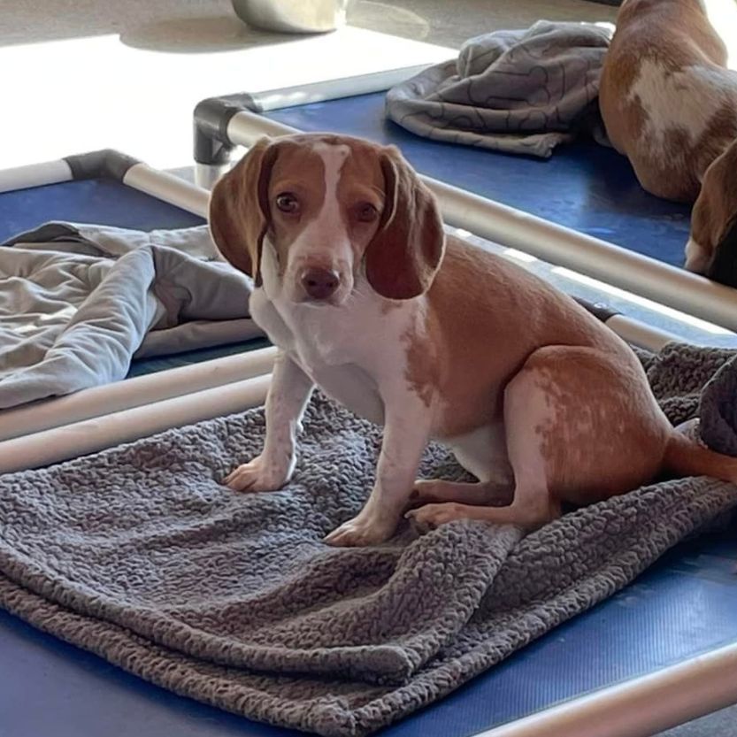 Bindi, an adoptable Beagle in Hartville, WY, 82215 | Photo Image 2