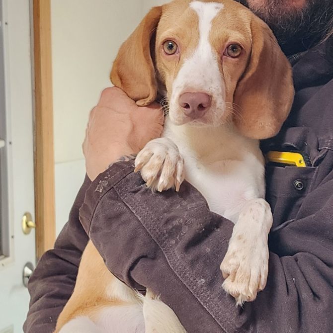 Bindi, an adoptable Beagle in Hartville, WY, 82215 | Photo Image 3