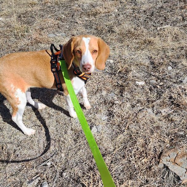 Bindi, an adoptable Beagle in Hartville, WY, 82215 | Photo Image 4