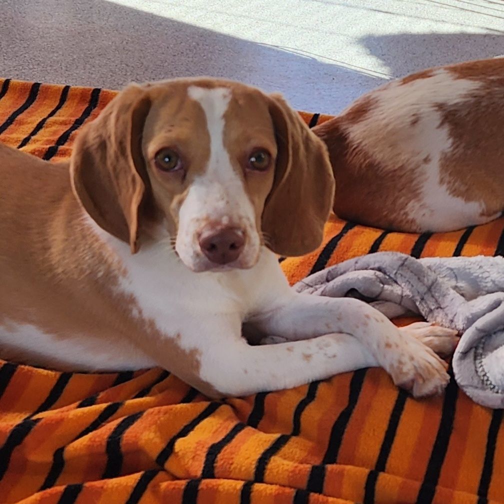 Bindi, an adoptable Beagle in Hartville, WY, 82215 | Photo Image 1