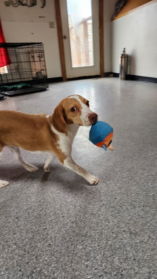 Bindi, an adoptable Beagle in Hartville, WY, 82215 | Photo Image 5