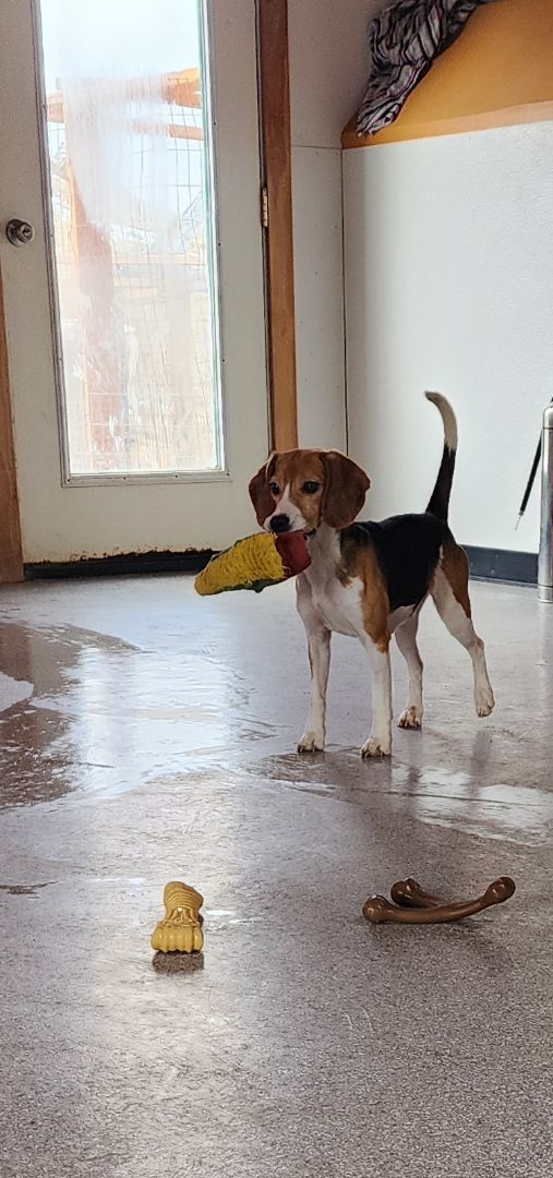 Psyche, an adoptable Beagle in Hartville, WY, 82215 | Photo Image 2
