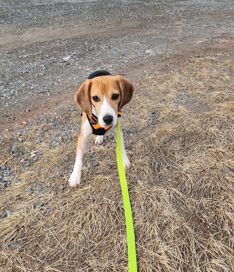 Psyche, an adoptable Beagle in Hartville, WY, 82215 | Photo Image 3