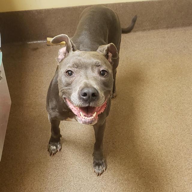 ETTA, an adoptable Mixed Breed in Florence, SC, 29506 | Photo Image 1