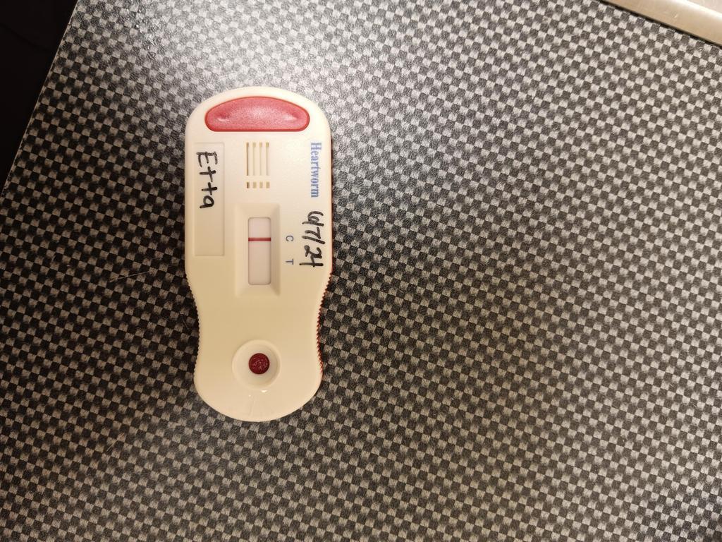 ETTA, an adoptable Mixed Breed in Florence, SC, 29506 | Photo Image 2