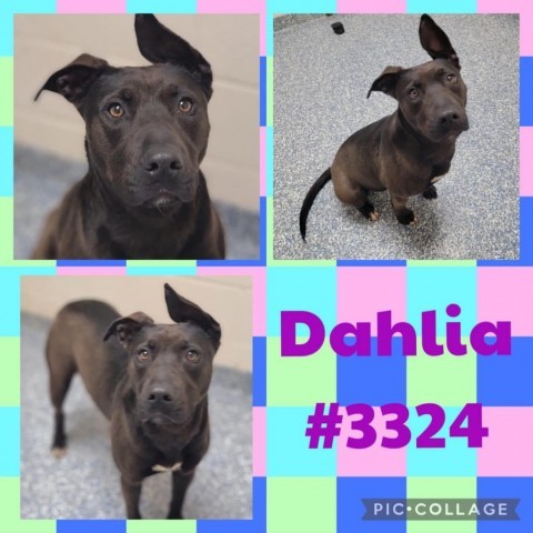 Dog for adoption - Dahlia, a Black Labrador Retriever in Alpharetta, GA ...