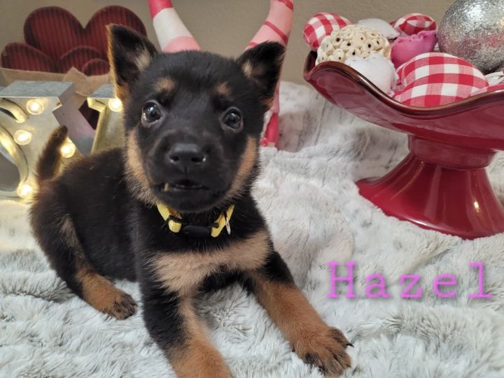 Hazel 4