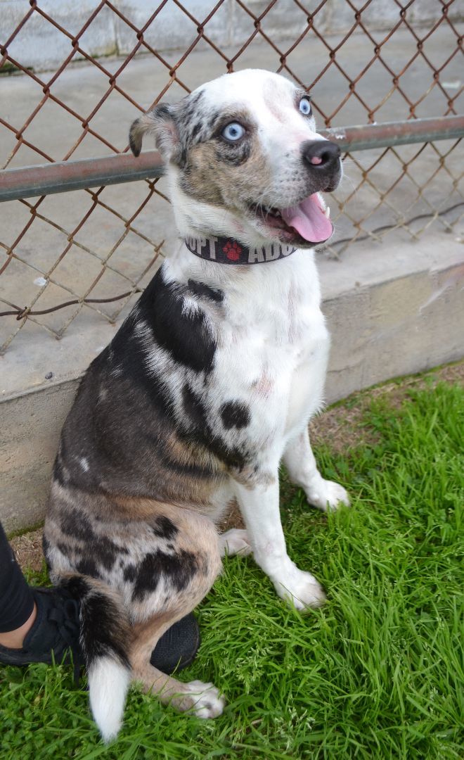 Dog for adoption Blue Jeans a Catahoula Leopard Dog Mix in