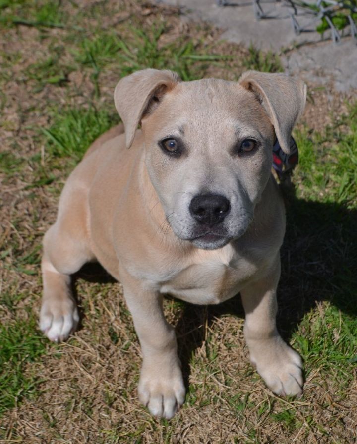 Dog for adoption Wish a Labrador Retriever Black Mouth Cur