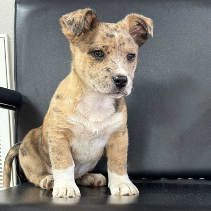 Catahoula leopard corgi store mix