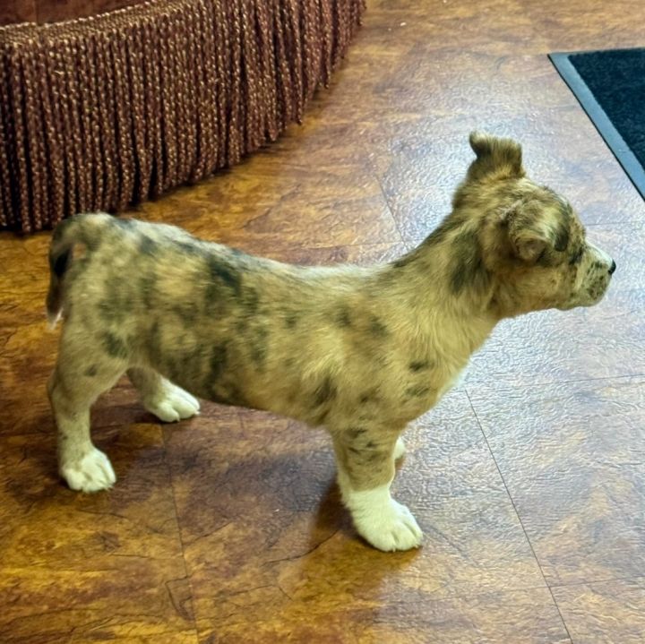 Catahoula leopard hot sale corgi mix