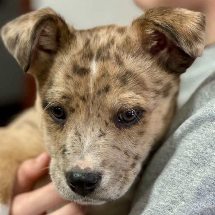 Corgi deals catahoula mix