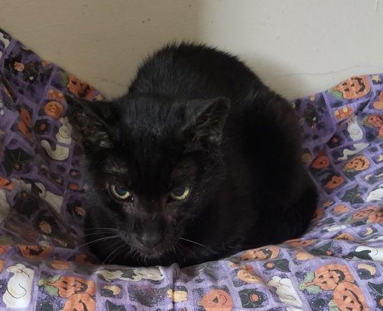 Tiny Panther