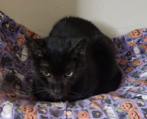 Tiny Panther, Senior Male unknown