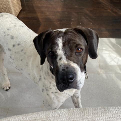 Pointer shar pei store mix