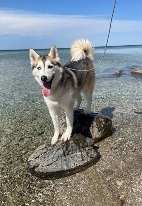 Snow, an adoptable Siberian Husky in Keswick, ON, L4P 3G1 | Photo Image 1