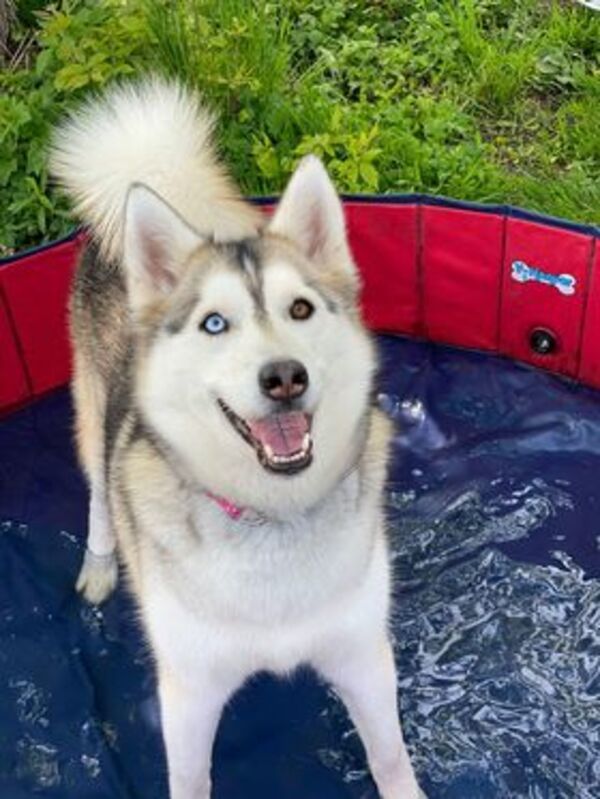 Snow, an adoptable Siberian Husky in Keswick, ON, L4P 3G1 | Photo Image 2