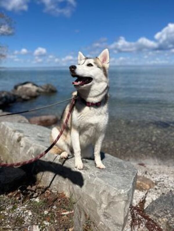 Snow, an adoptable Siberian Husky in Keswick, ON, L4P 3G1 | Photo Image 3