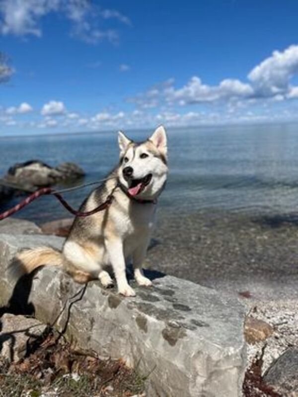 Snow, an adoptable Siberian Husky in Keswick, ON, L4P 3G1 | Photo Image 4