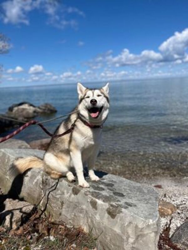 Snow, an adoptable Siberian Husky in Keswick, ON, L4P 3G1 | Photo Image 5