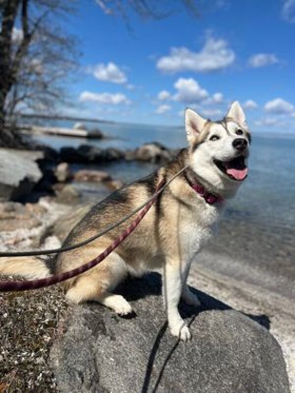 Snow, an adoptable Siberian Husky in Keswick, ON, L4P 3G1 | Photo Image 6